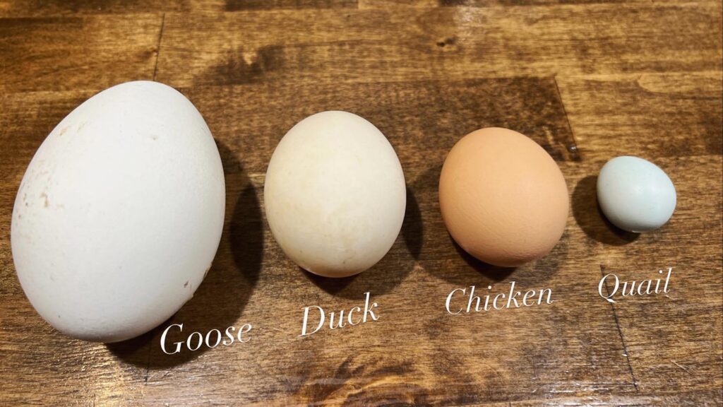 Eggs, Duck (Qty 6) – Buddy Brook Farms