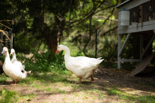 Embden Geese