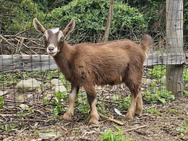 Rachel - 1 Year Old Female Nigerian Dwarf