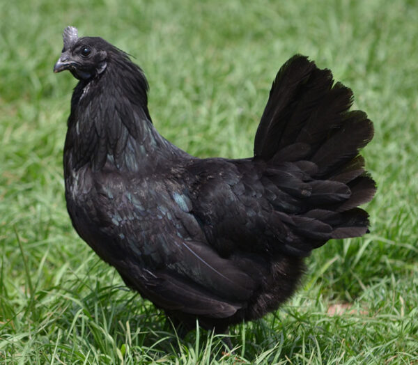 Ayam Cemani Hens