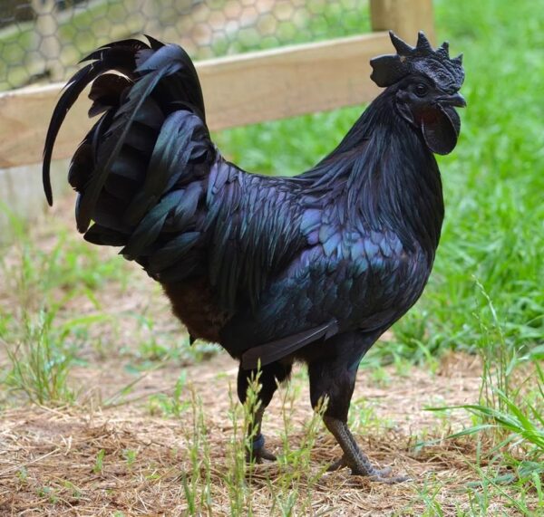 Ayam Cemani Roosters